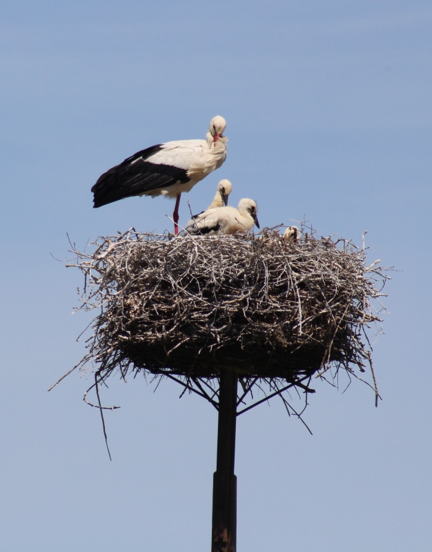 Photo Oiseaux Cigogne blanche (Ciconia ciconia)