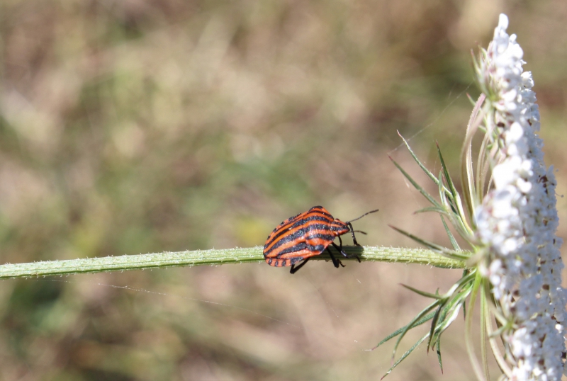 Photo Insectes