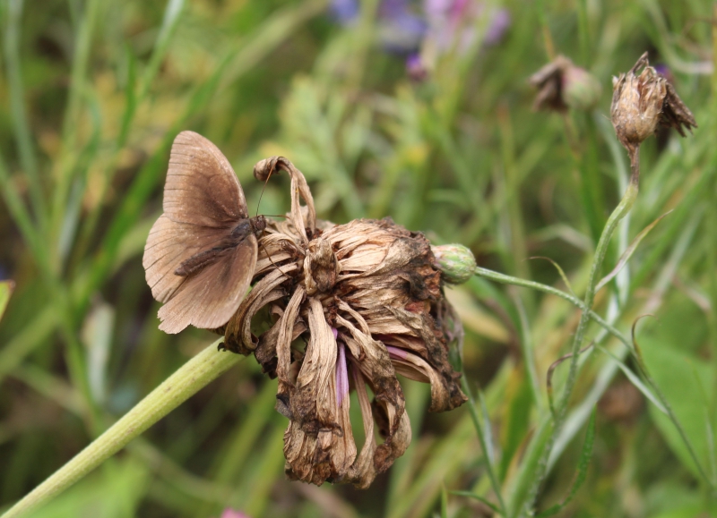 Photo Insectes