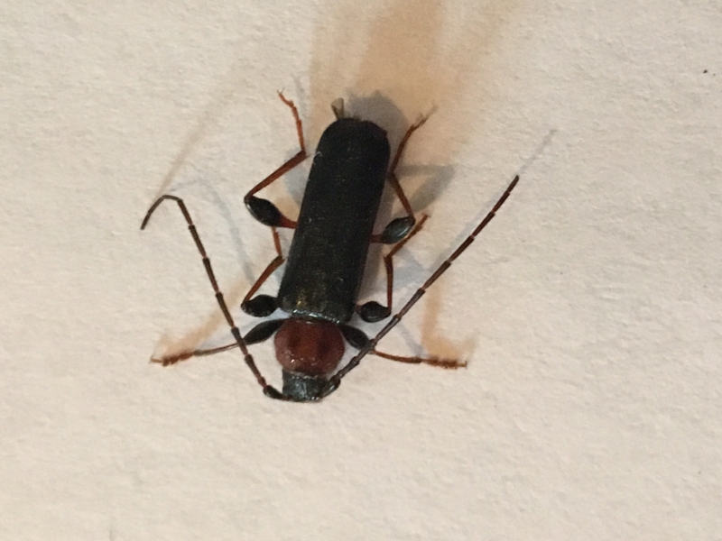 Insectes et Araignées Téléphore (Cantharis Sp.)