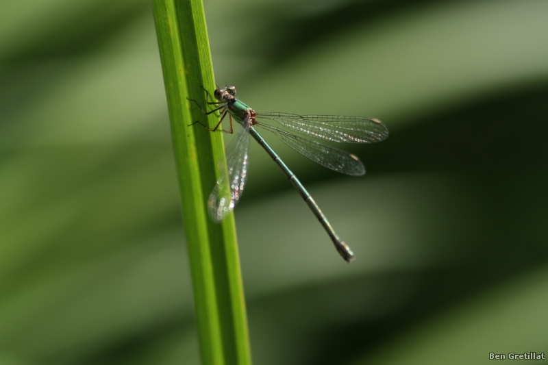 Insectes et Araignées Chalcolestes viridis