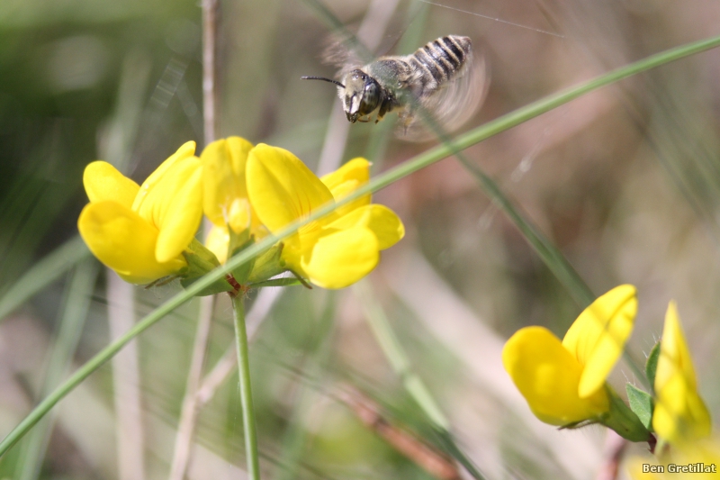 Insectes et Araignées