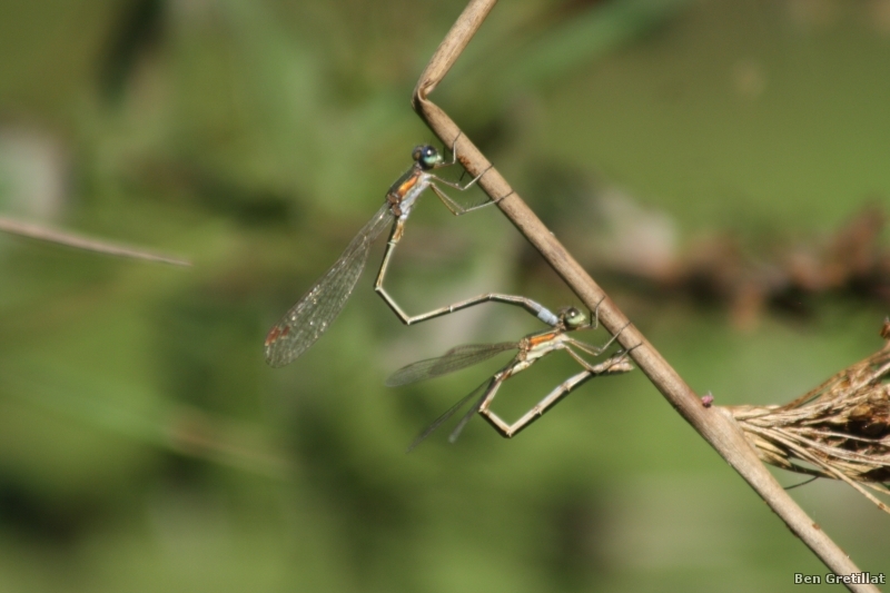 Insectes et Araignées Lestes virens