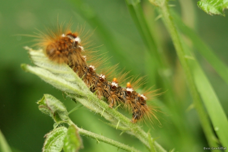 Insectes et Araignées