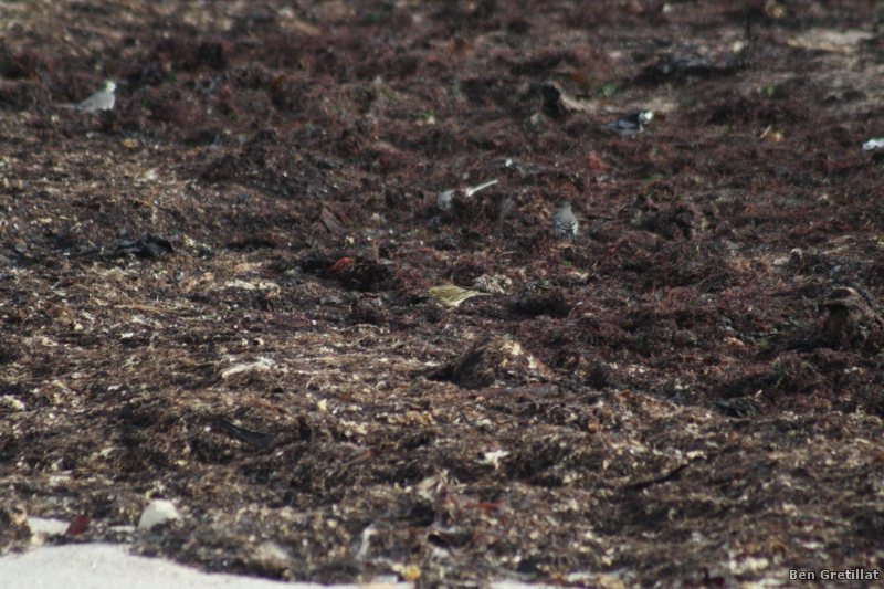 Oiseaux Pipit farlouse