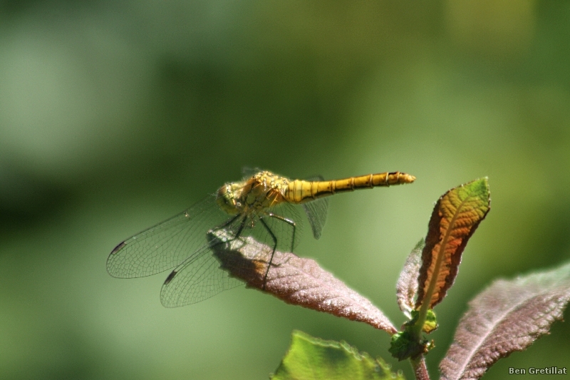 Insectes et Araignées Sympetrum sanguineum