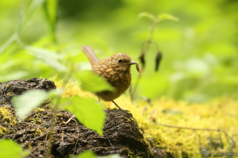 Oiseaux Rouge-gorge juvénile