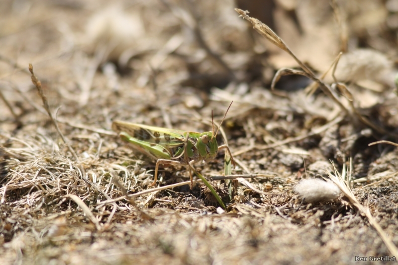 Insectes et Araignées Orthoptère.