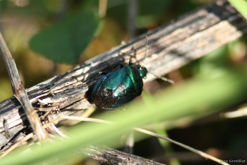 Insectes et Araignées