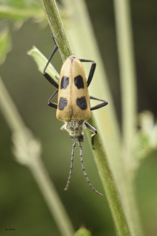 Insectes et Araignées Pachyta quadrimaculata