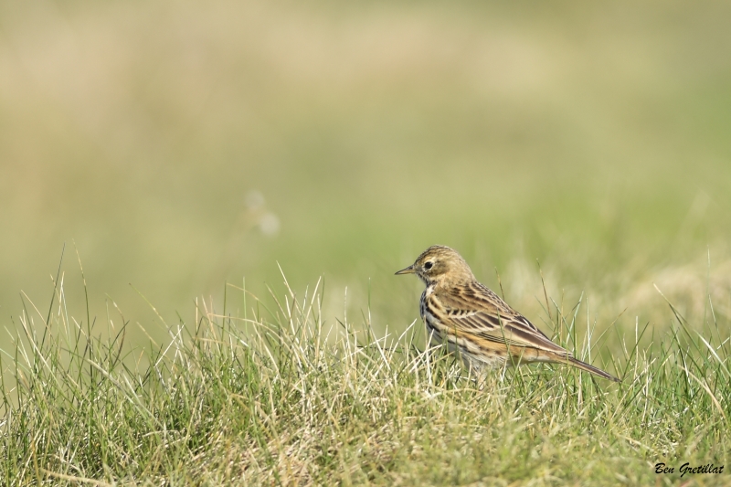 Oiseaux Pipit farlouse