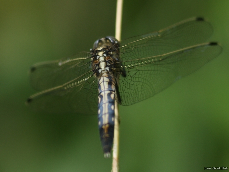 Insectes et Araignées Orthetrum albistylum