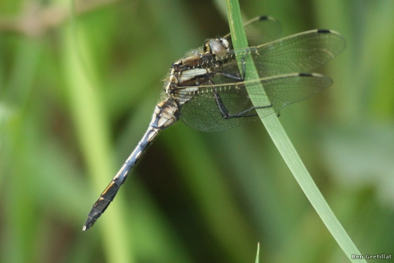 Insectes et Araignées Orthetrum albistylum