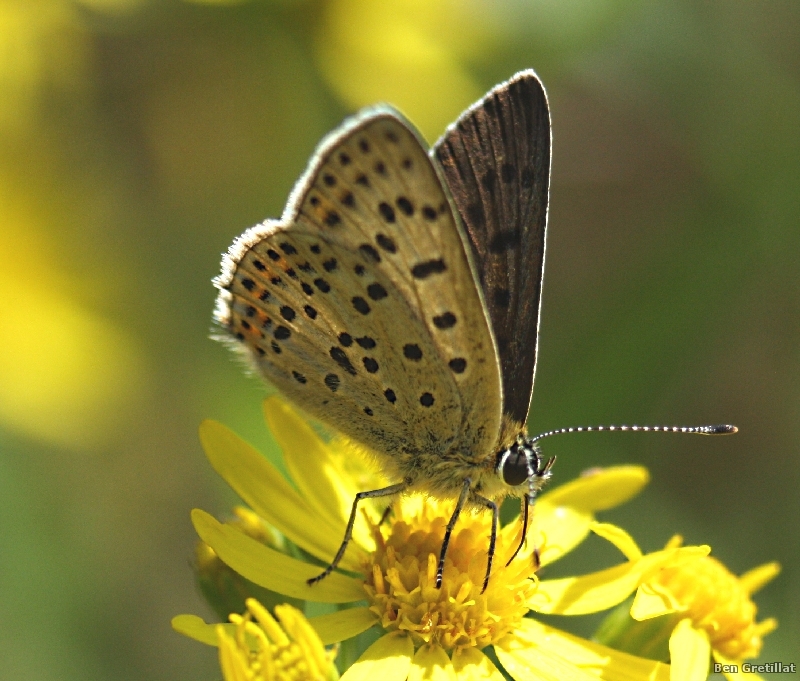 Insectes et Araignées Cuivré fuligineux