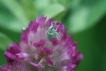 Insectes Charançon vert (Polydrusus prasinus)