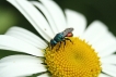 Insectes Guêpe coucou (Chrysididae sp.)