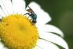 Insectes Guêpe coucou (Chrysididae sp.)