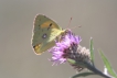 Insectes Souci (Colias crocea)