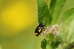 Insectes Cryptocéphale de Morae (Cryptocephalus moraei)