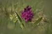 Flore Orchis sureau (Dactylorhiza sambucina)