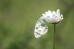 Insectes Demi-deuil (Melanargia galathea)