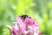 Insectes Drap mortuaire, Cétoine funeste (Oxythyrea funesta)