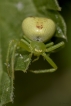 Araignées Thomise à trois taches (Ebrechtella tricuspidata)