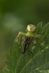 Araignées Thomise à trois taches (Ebrechtella tricuspidata)