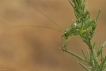 Insectes Éphippigère carénée (Uromenus rugosicollis)