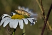 Insectes Ephippigère carénée (Uromenus rugosicollis)