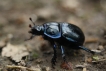 Insectes Géotrupe du fumier (Geotrupes stercorarius