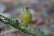 Oiseaux Verdier d\'Europe (Chloris chloris)