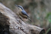 Oiseaux Sittelle torchepot (Sitta europaea)