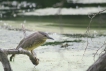 Oiseaux Héron bihoreau immature