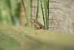 Reptiles Lézard des murailles (Podarcis muralis)