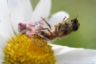 Araignées Thomise enflée (Thomisus onustus)