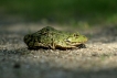 Amphibiens Grenouille verte \