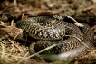 Reptiles Couleuvre verte et jaune (Hierophis viridiflavus)