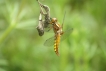 Insectes Libellule déprimée (Libellula depressa)