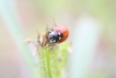 Insectes Coccinellidae sp