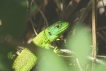 Reptiles Lézard vert (Lacerta bilineata)