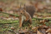 Mammifères Ecureuil roux (Sciurus vulgaris)