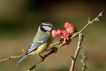 Oiseaux Mésange bleue (Cyanistes caeruleus)