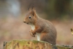 Mammifères Ecureuil roux (Sciurus vulgaris)