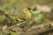 Oiseaux Tarin des aulnes (Carduelis spinus)