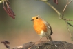 Oiseaux Rouge-gorge familier (Erithacus rubecula)