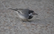 Oiseaux Bergeronnette grise (Motacilla alha)