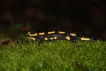 Amphibiens Salamandre tachetée (Salamandra salamandra)