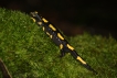 Amphibiens Salamandre tachetée (Salamandra salamandra)