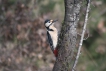 Oiseaux Pic épeiche (Dendrocopos major)